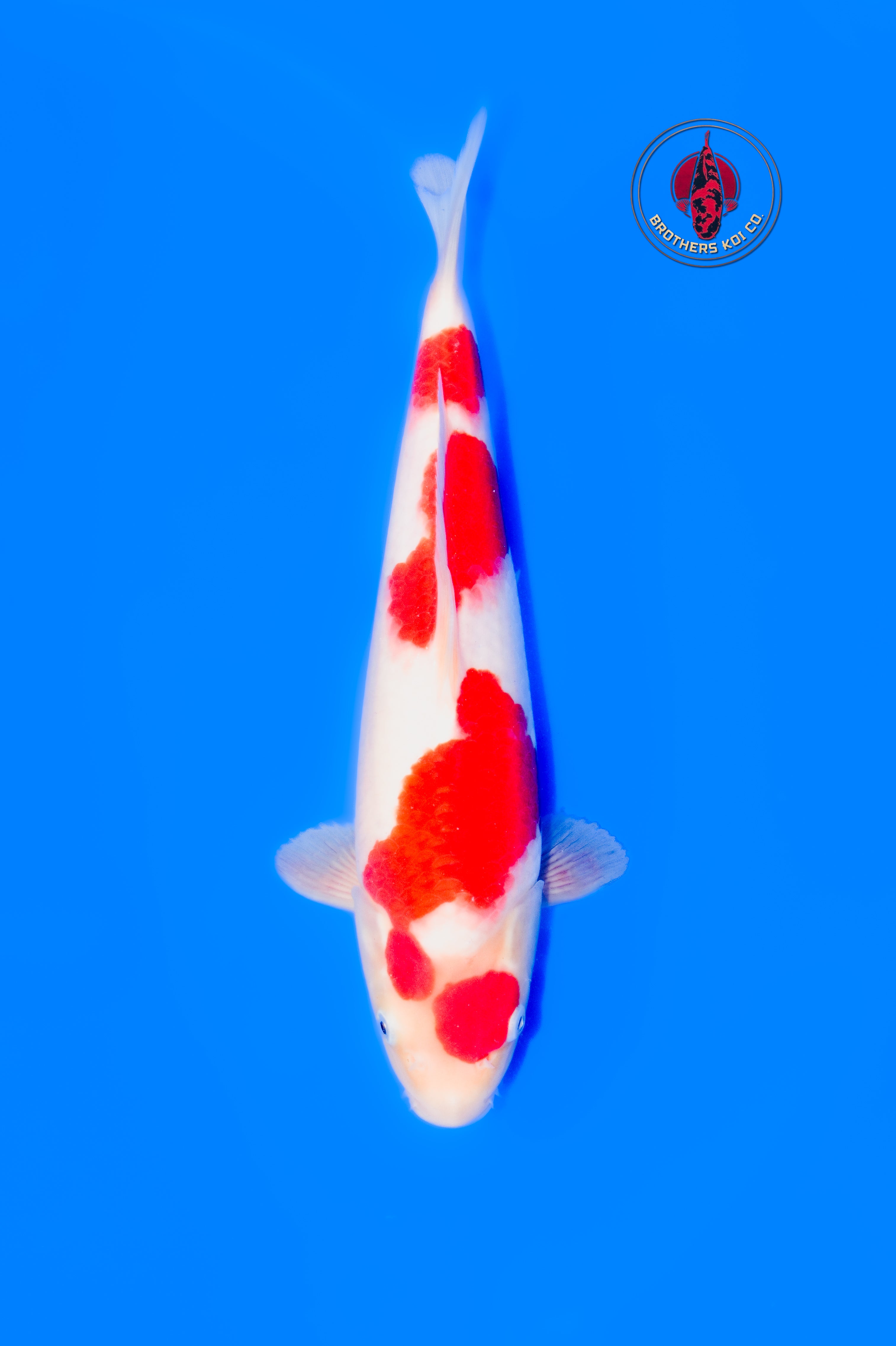 Maruhide Kohaku F, 1Y - 31 cm