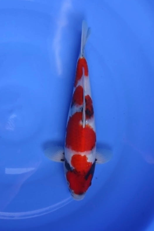 Isa Showa 1Y - 37 cm