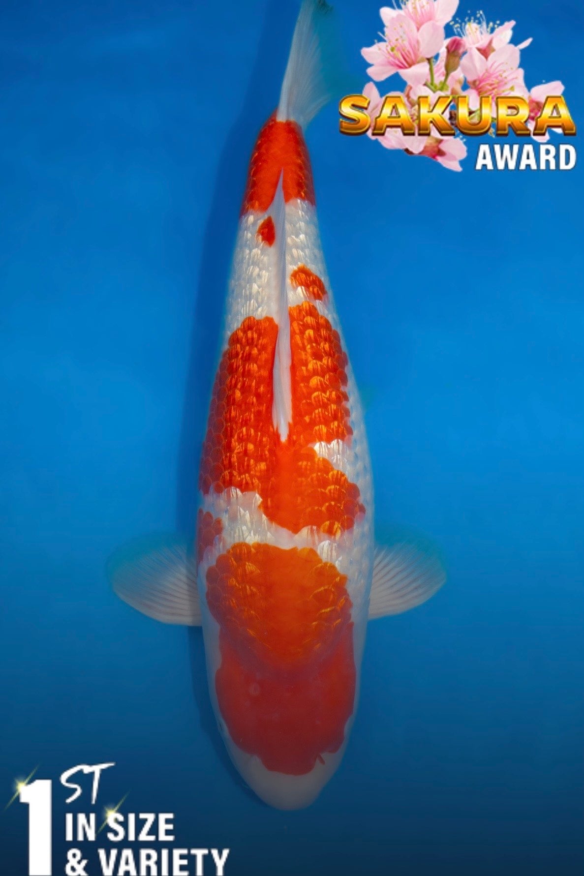 Torazo GinrinKohaku - Show