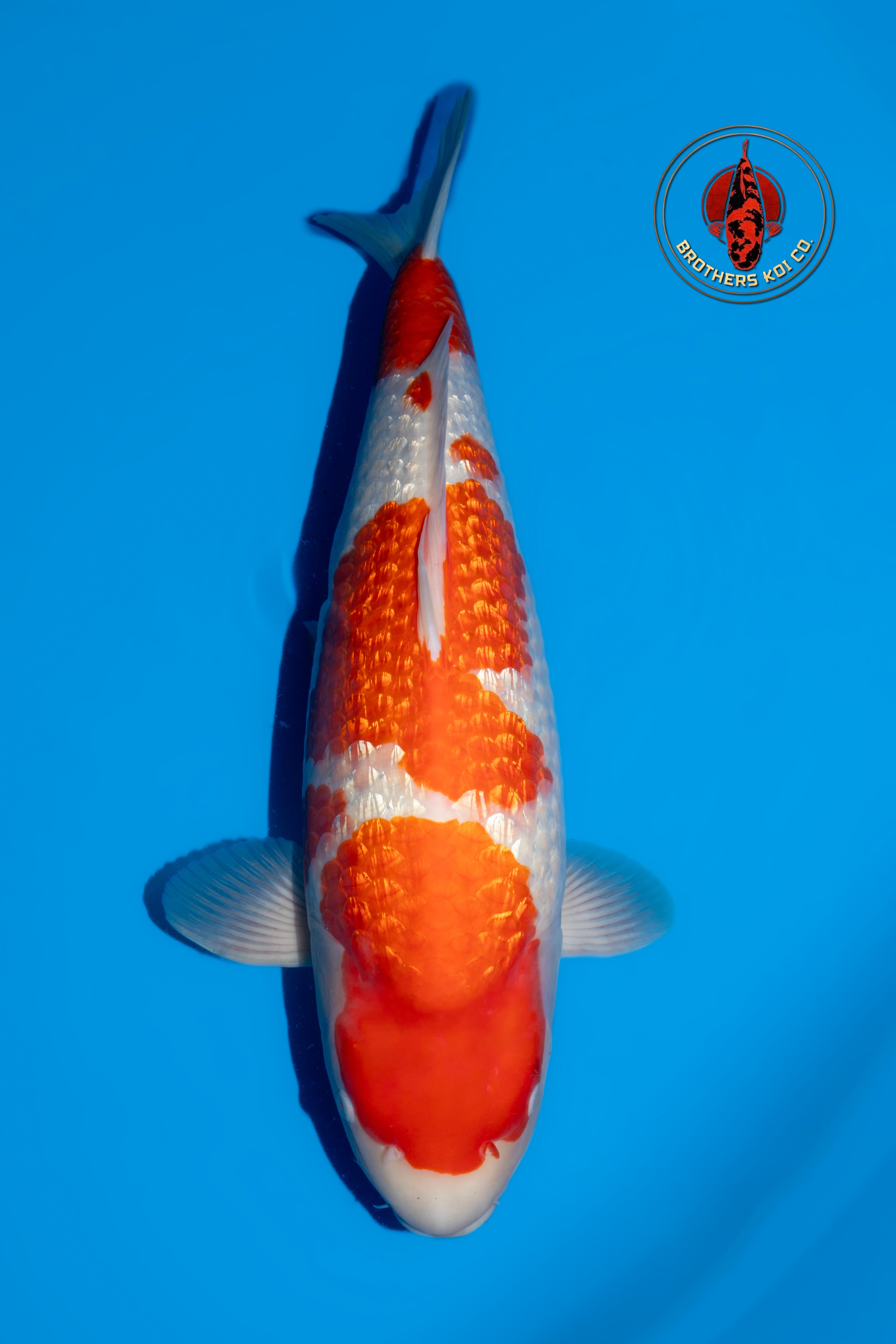 Torazo GinrinKohaku - Show