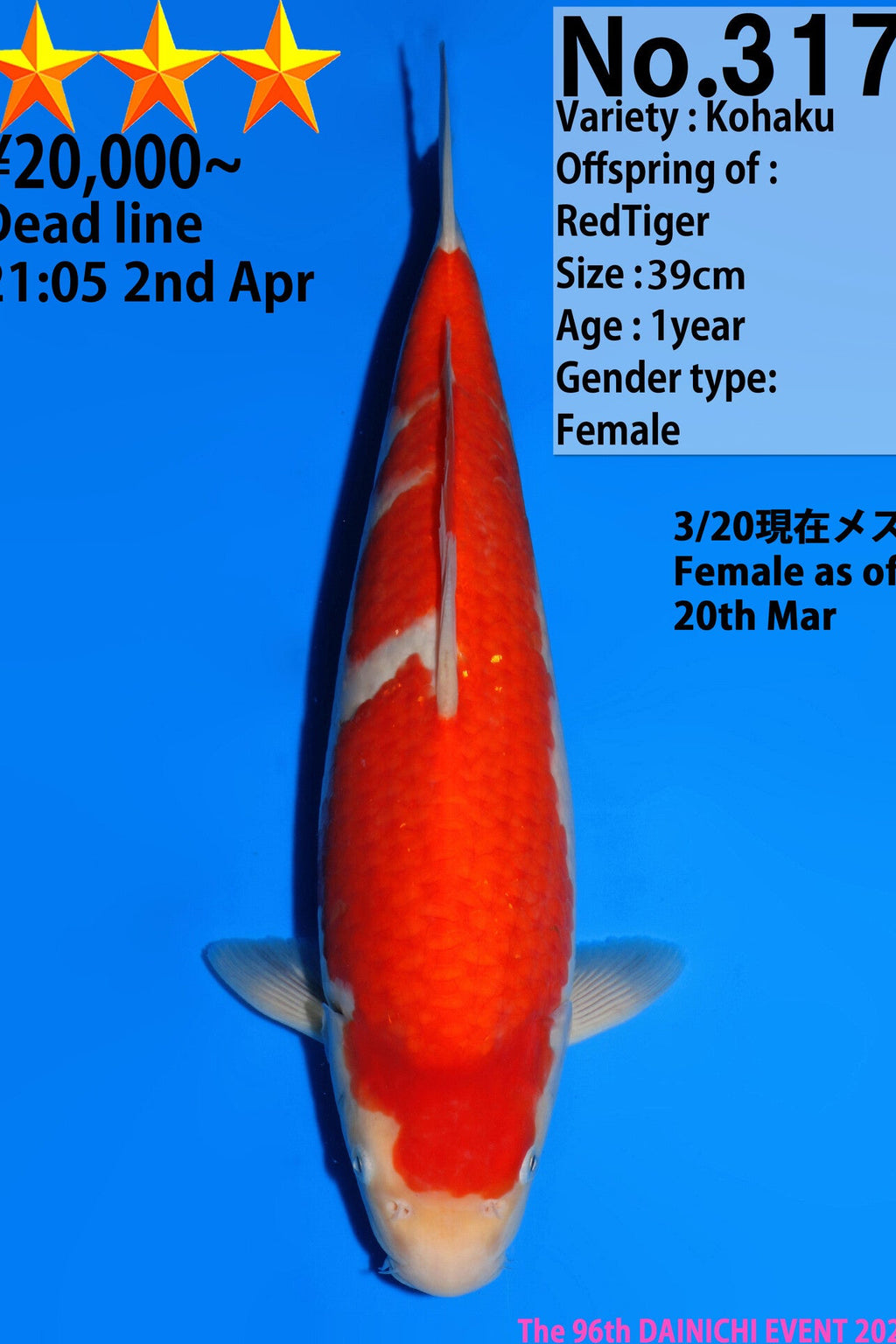 Dainichi Kohaku F, 1Y - 39cm