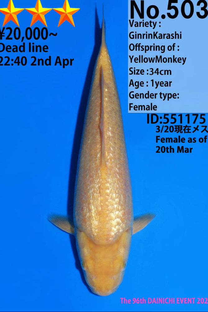 Dainichi YellowMonkey F, 1Y - 34 cm