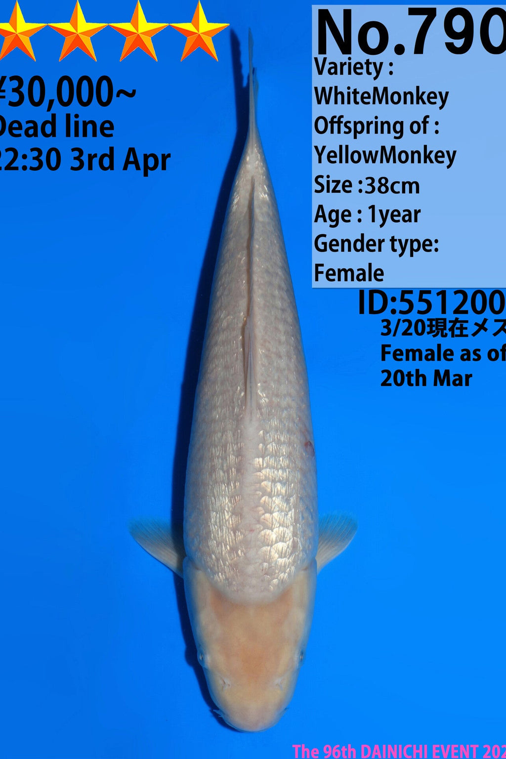 Dainichi White monkey F, 1Y - 38 cm
