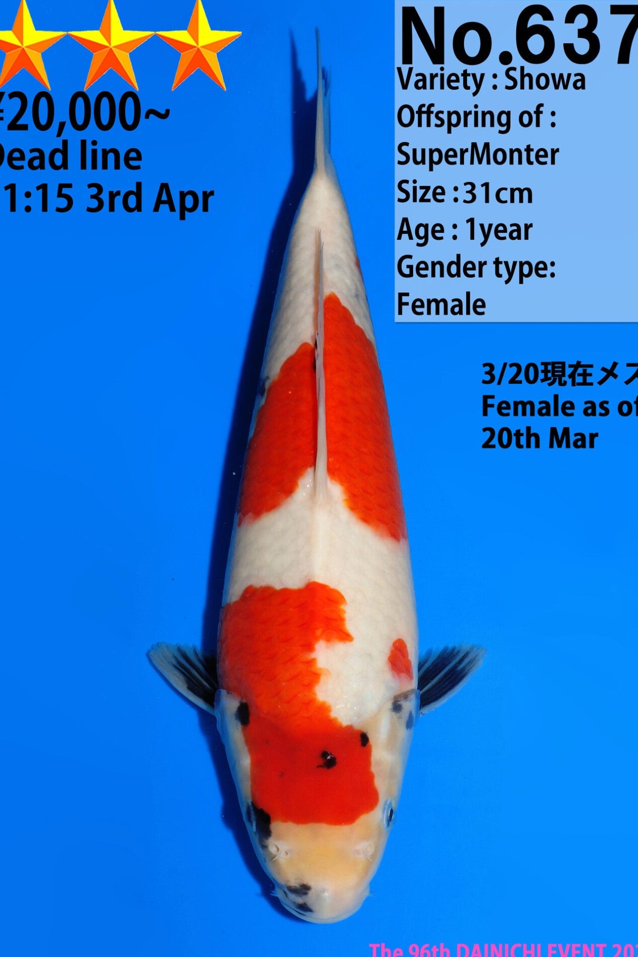 Dainichi Showa F, 1Y - 31cm