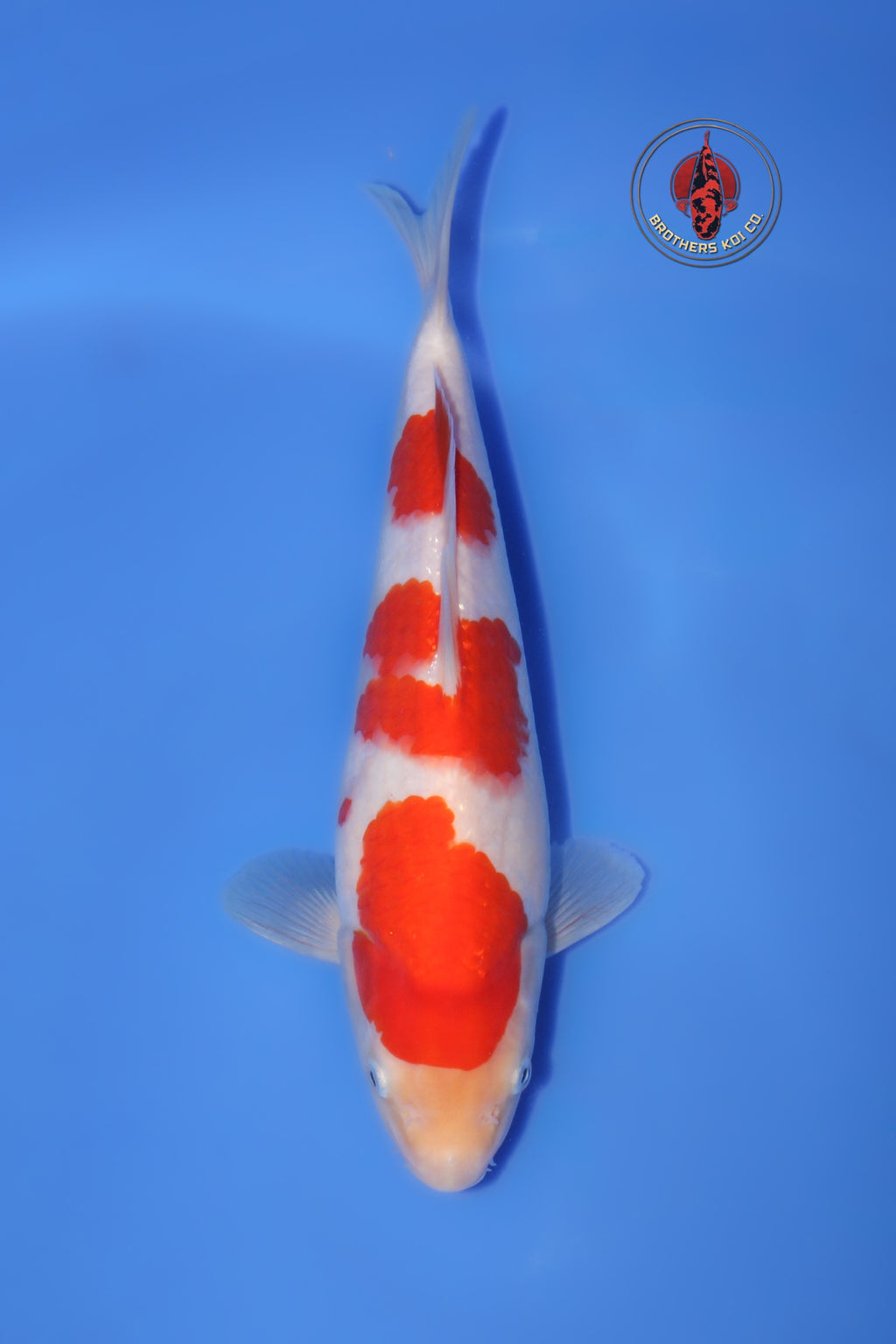 Isa Kohaku 1Y - 29 cm
