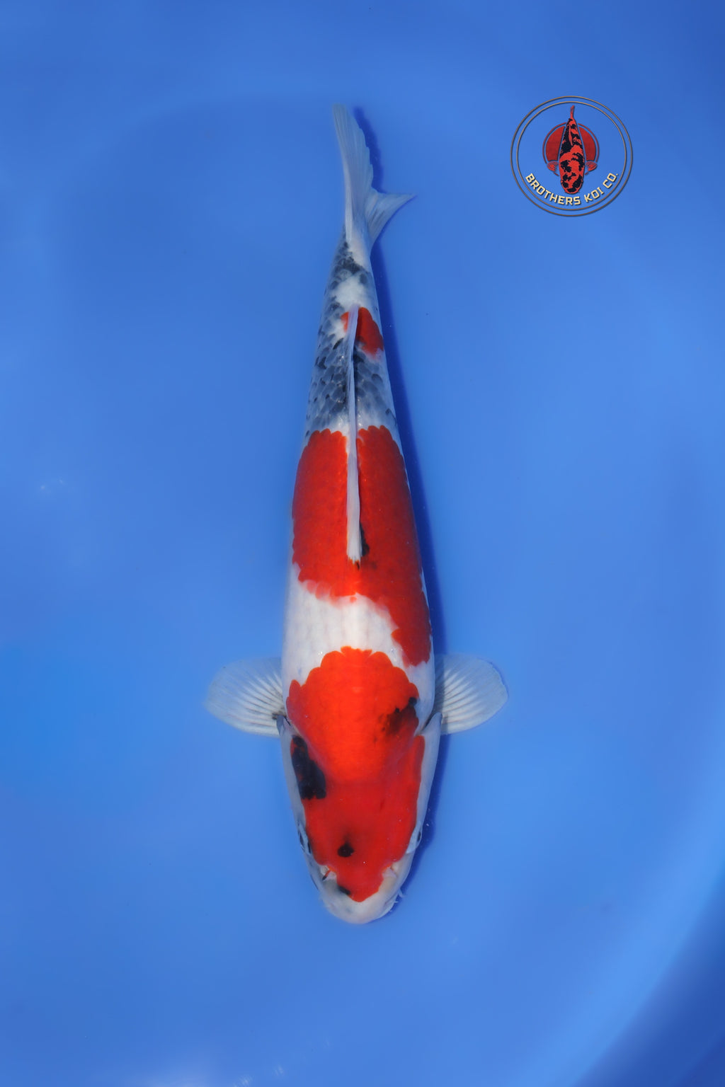 Isa Showa 1Y - 39 cm
