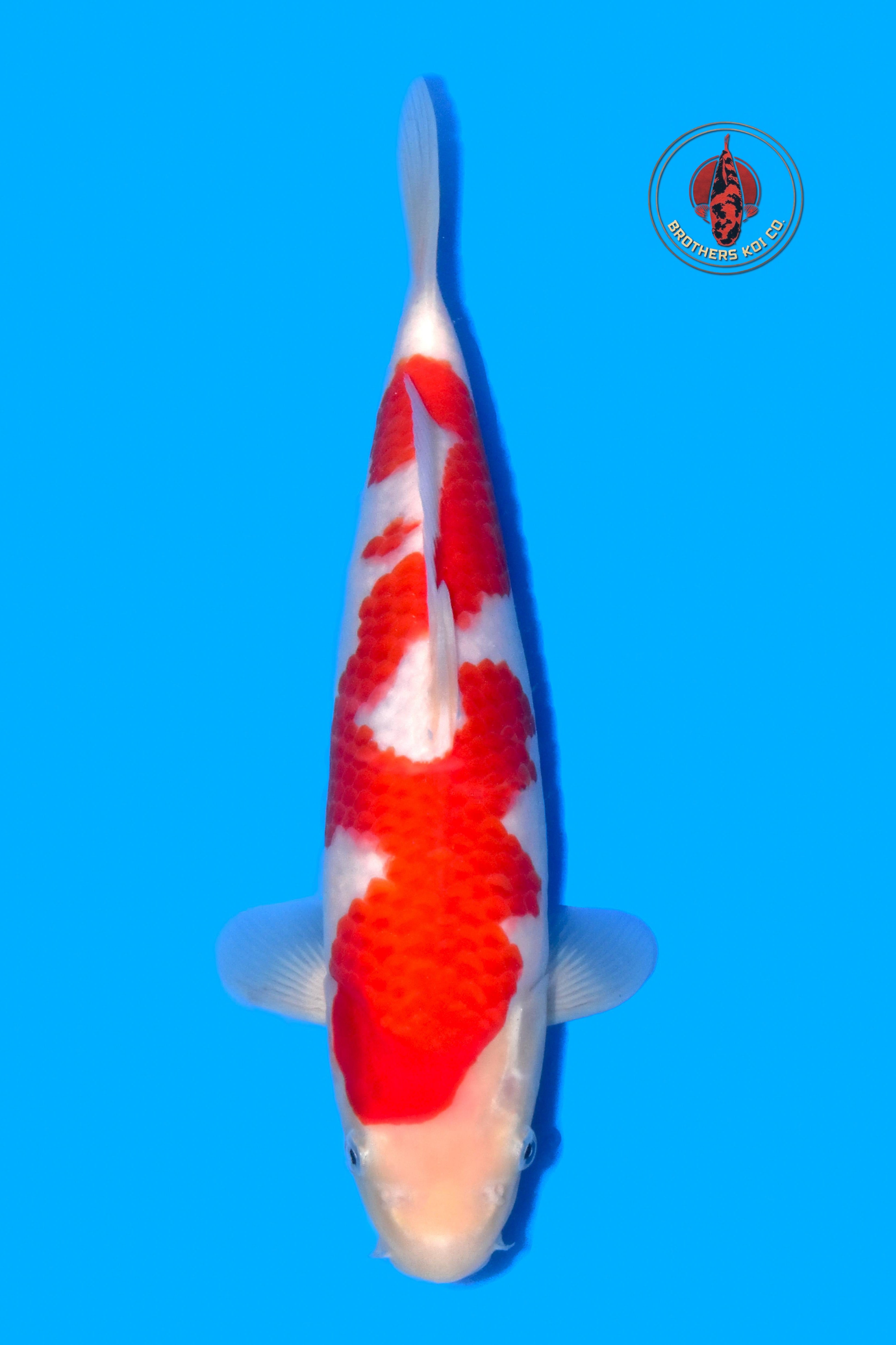 Sakamaki Kohaku Tategoi F, 1Y - Azukari