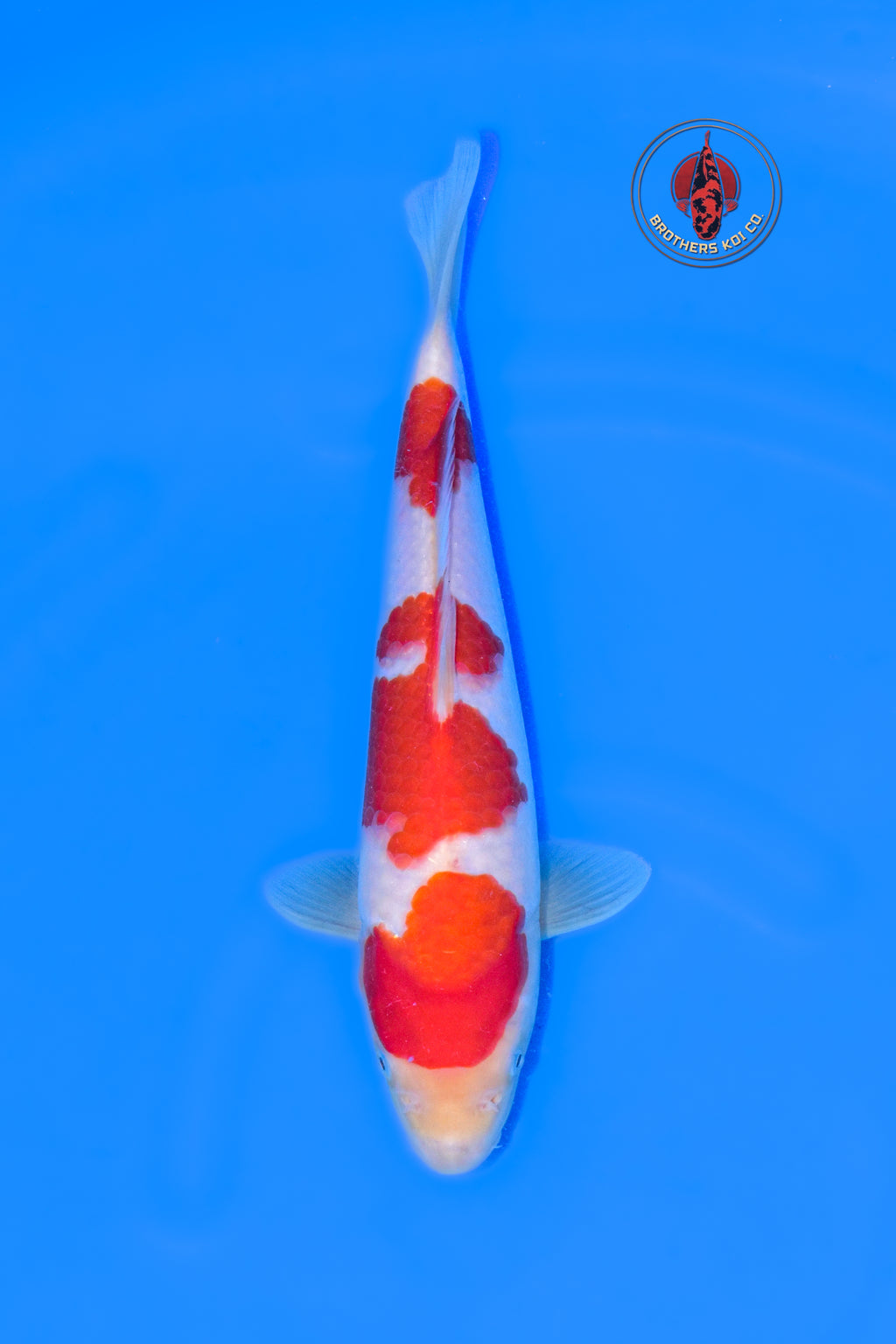 Yoshino Kohaku 1Y - 30cm