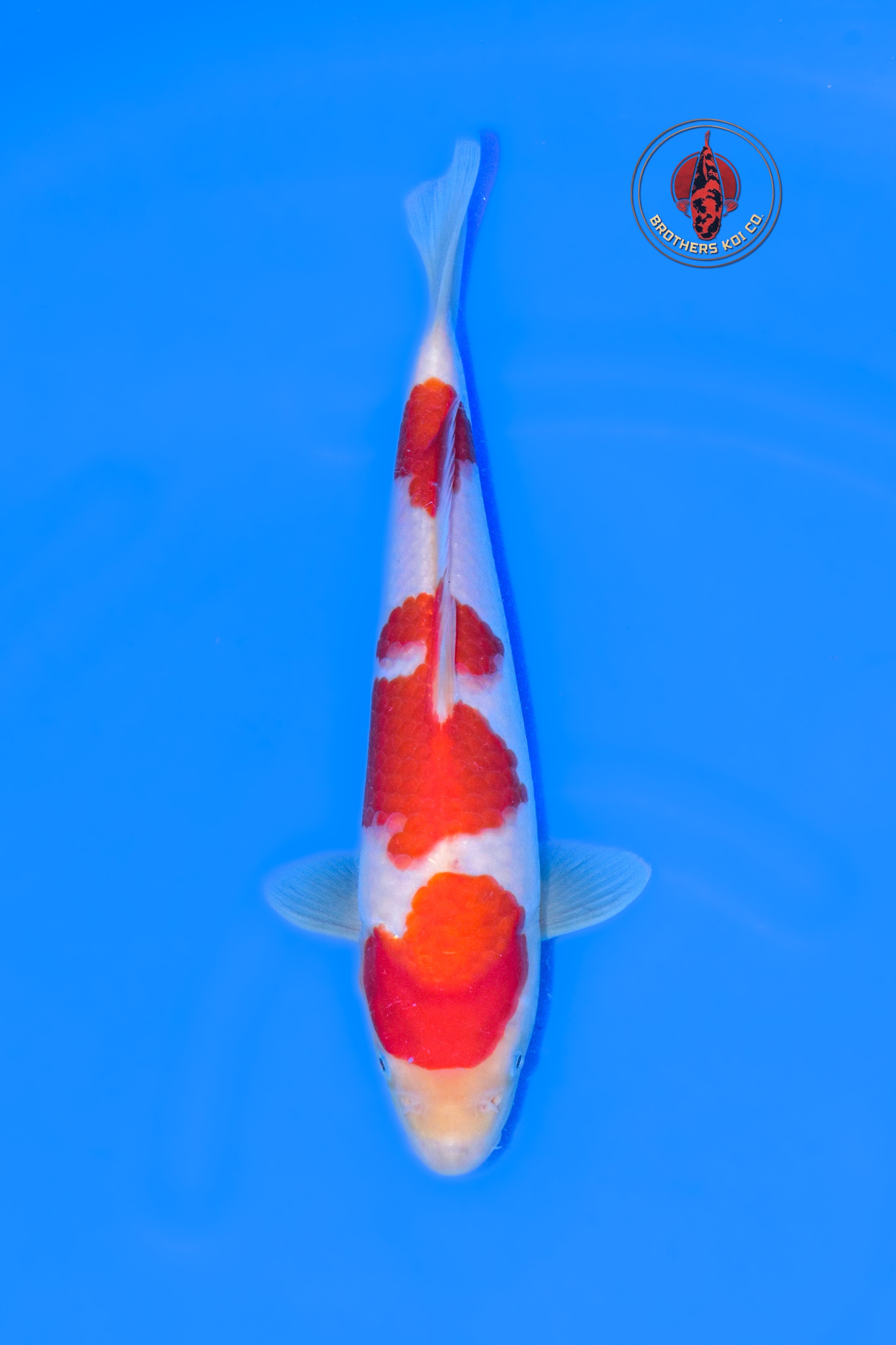 Yoshino Kohaku 1Y - 30cm