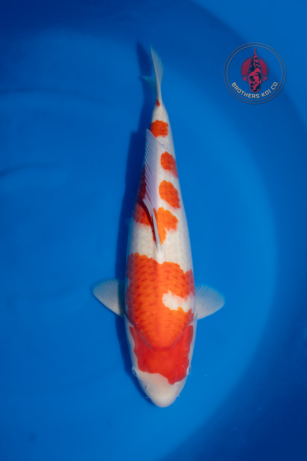 Yamamatsu Kohaku - Azukari
