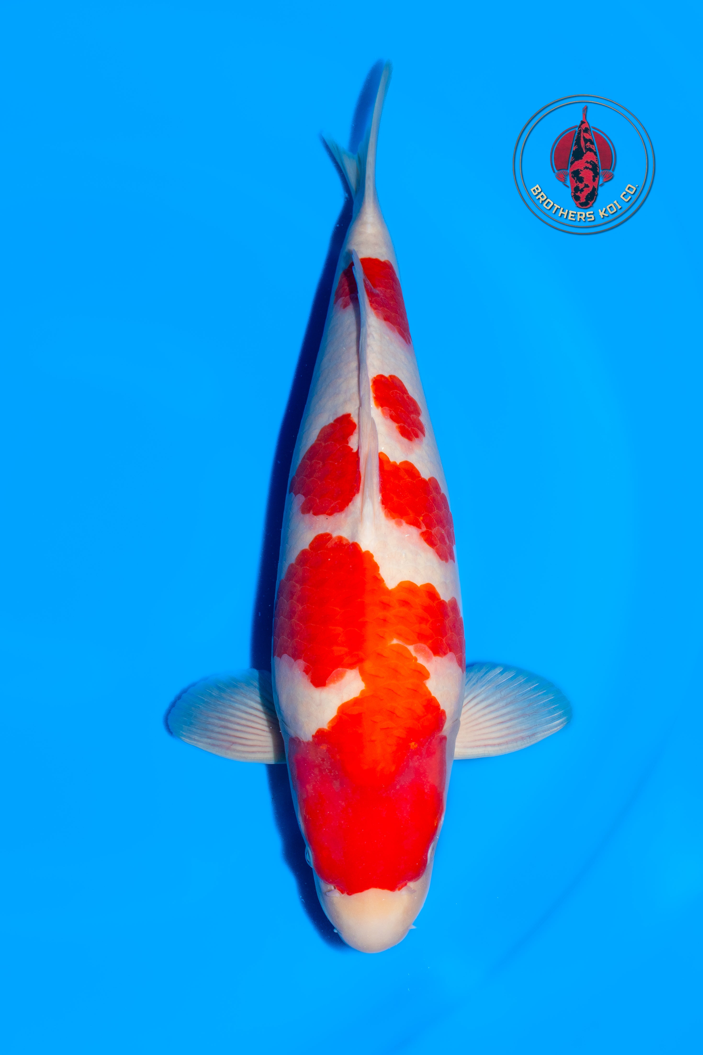 Yamamatsu Kohaku - Azukari SHOW