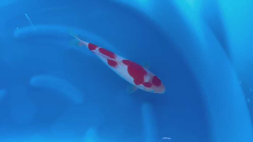 Maruhide Kohaku F, 1Y - 31 cm