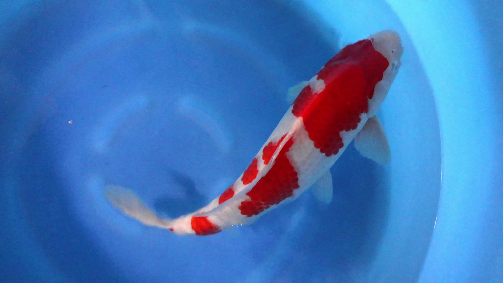 Yamamatsu Kohaku - Azukari