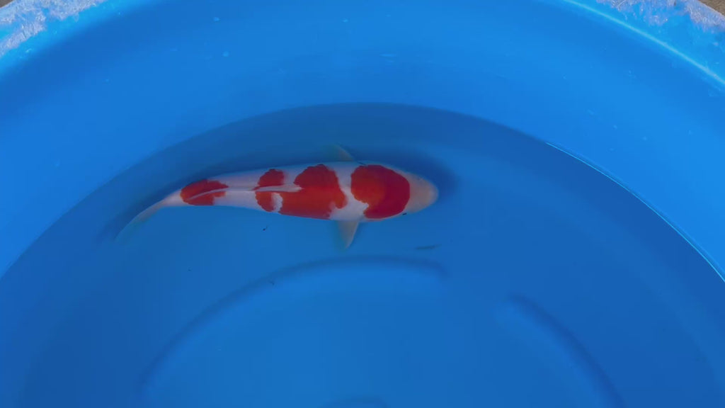 Yoshino Kohaku 1Y - 30cm