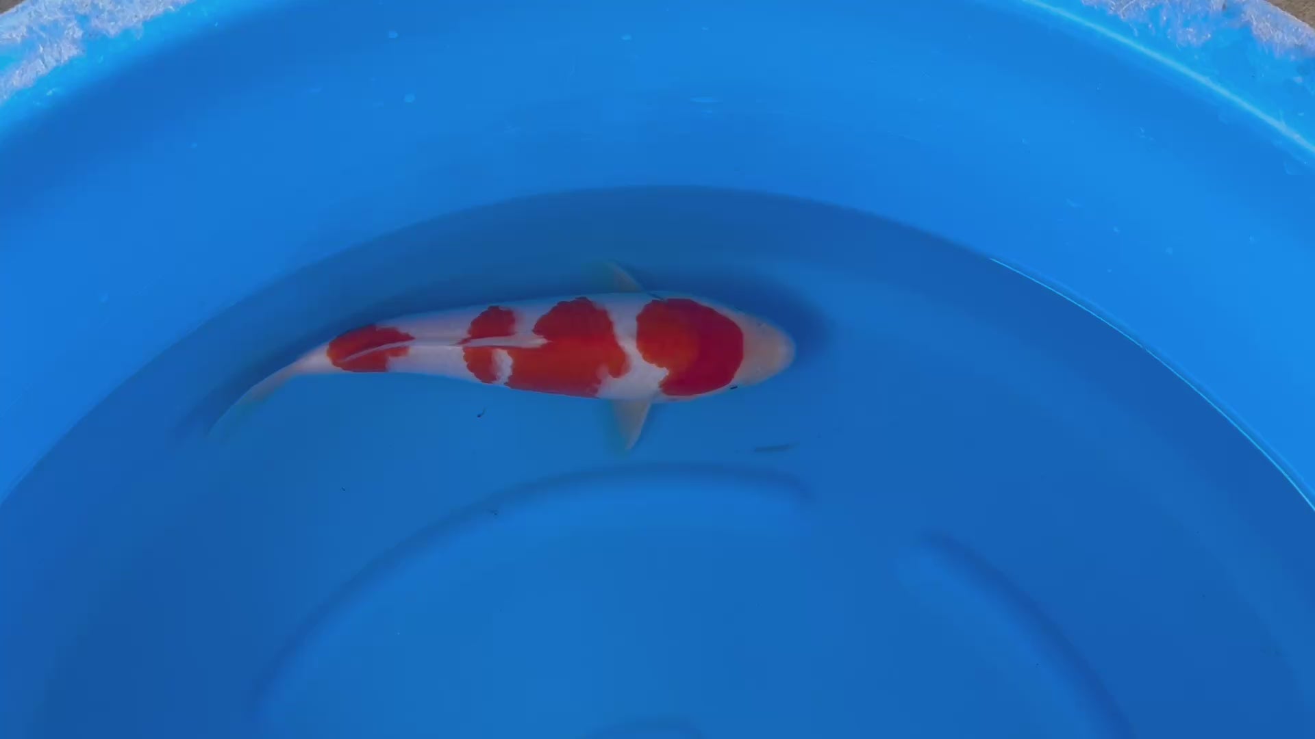 Yoshino Kohaku 1Y - 30cm