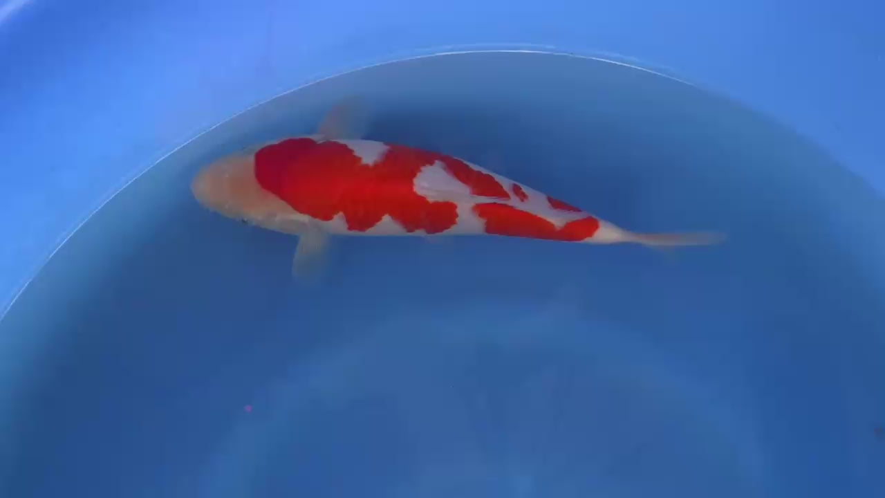 Sakamaki Kohaku Tategoi F, 1Y - Azukari