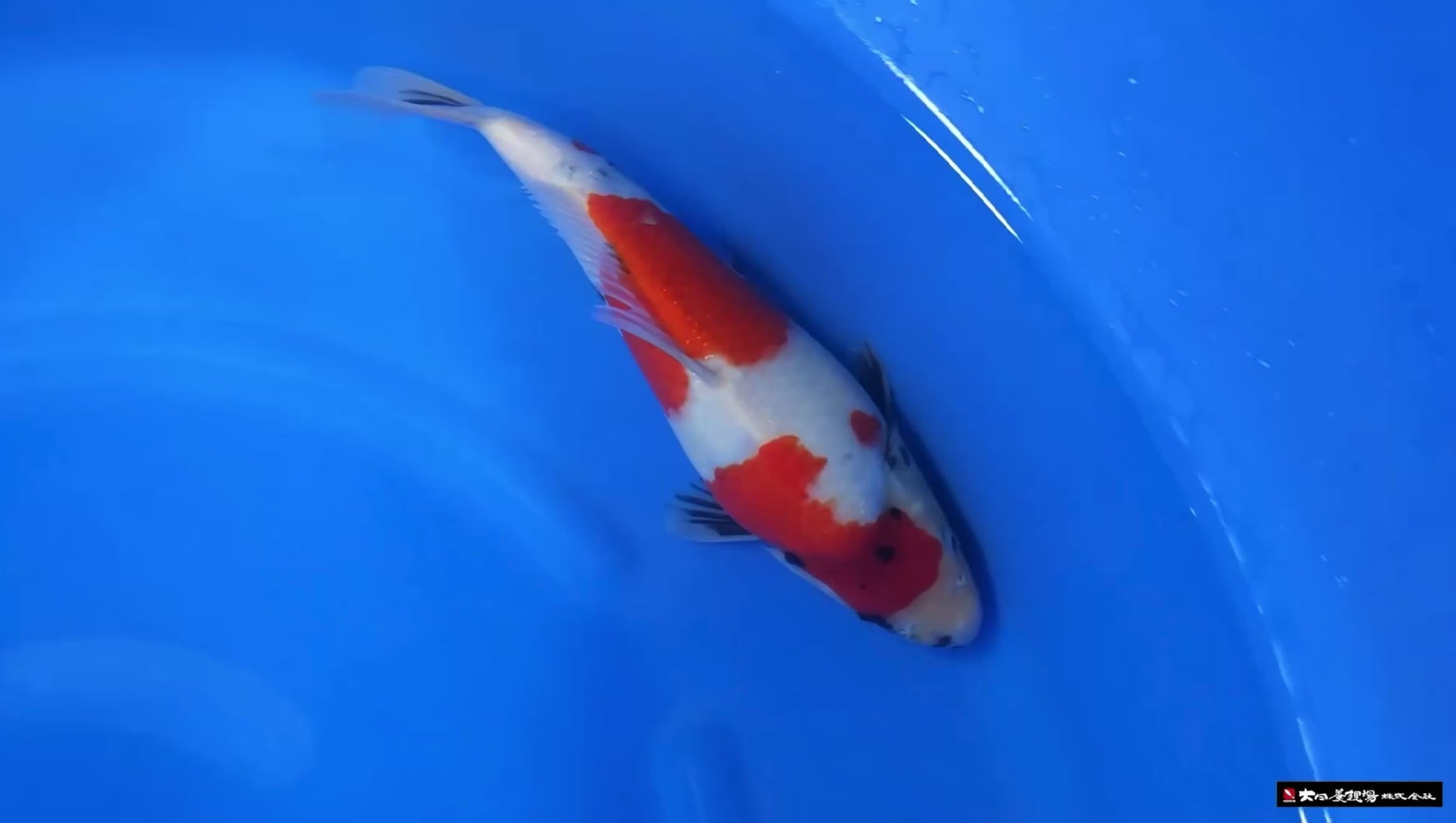Dainichi Showa F, 1Y - 31cm