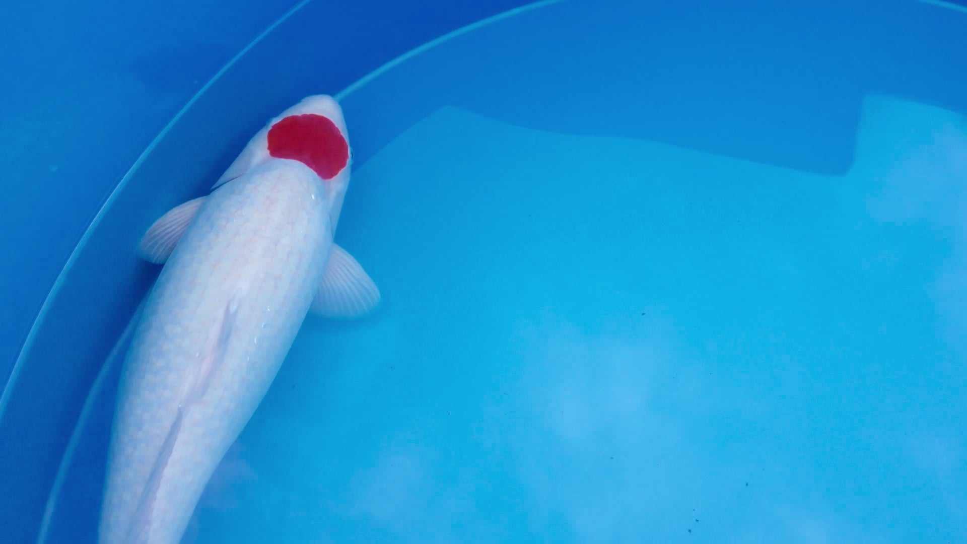 Marukyu TanchoKohaku