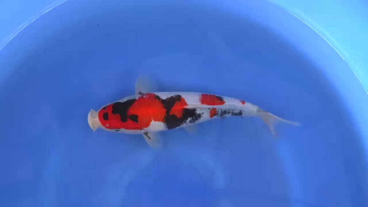 Sakamaki Showa Tategoi, F 1Y - Azukari