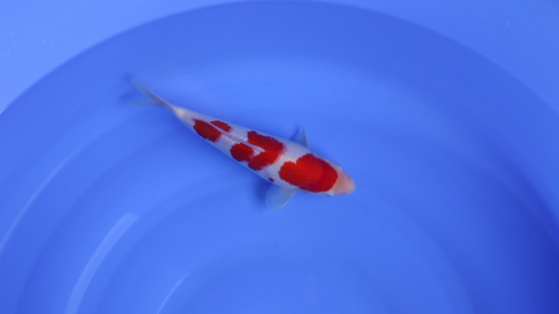 Isa Kohaku 1Y - 29 cm