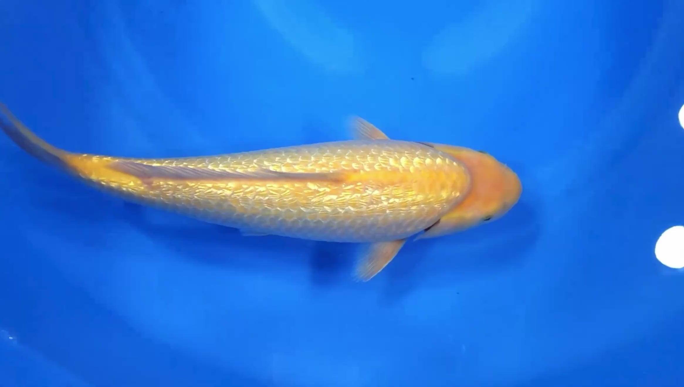 Dainichi YellowMonkey F, 1Y - 34 cm