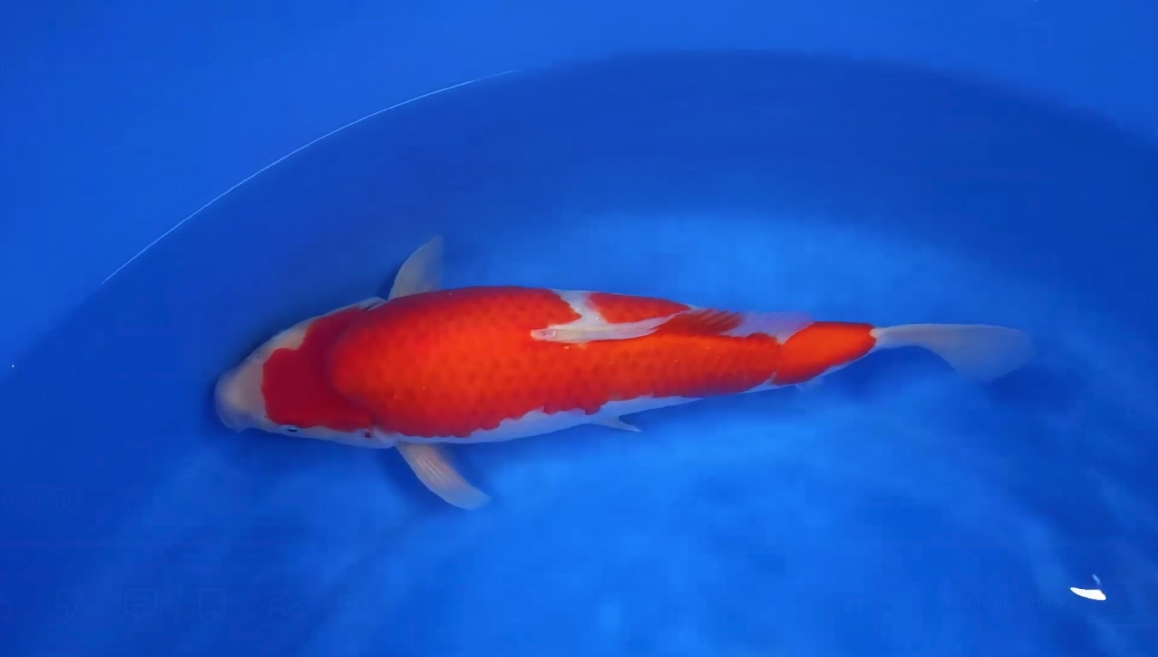 Dainichi Kohaku F, 1Y - 39cm